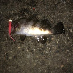 サイズはダウン中